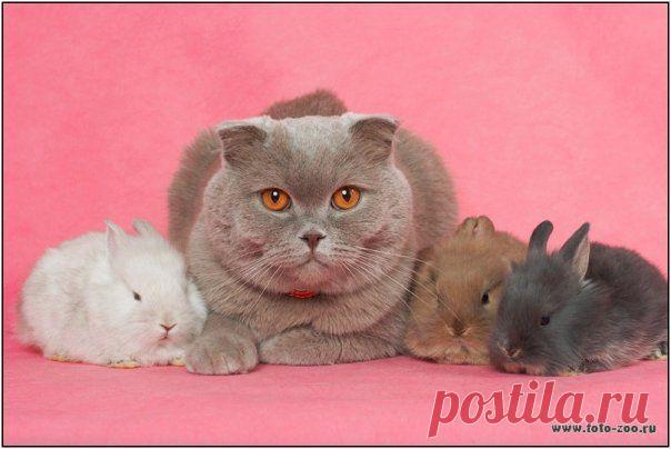 КОТ И КРОЛИКИ