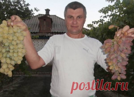 Допинг для винограда 
Схитрить стараются все виноградари. Выжать как можно больше с куста, да так, чтобы не подорвать его силы. Найти такой допинг несложно в магазинах. Сейчас полно самых разных стимуляторов, позволяющих …
