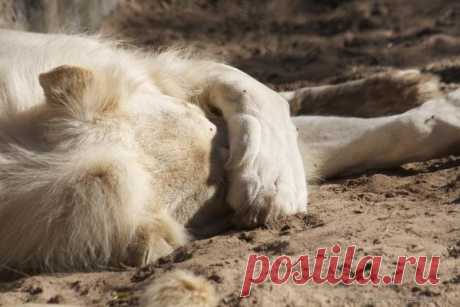 Белый лев – легенда африканских племен