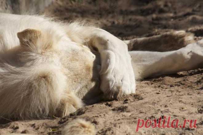 Белый лев – легенда африканских племен