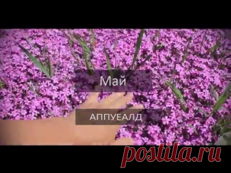 Флокс шиловидный почвопокровные