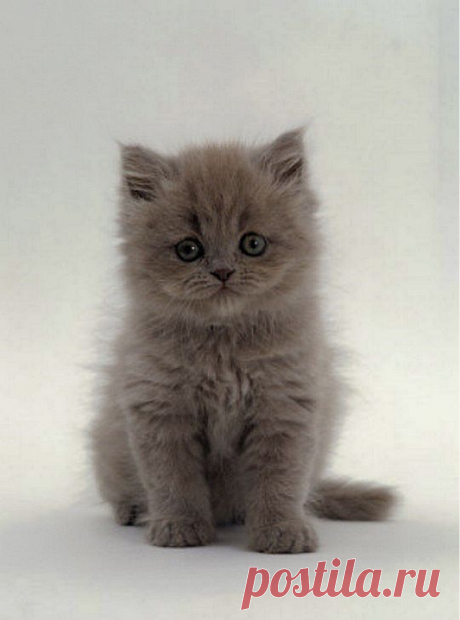 Name That Kitten! - Kittentoob