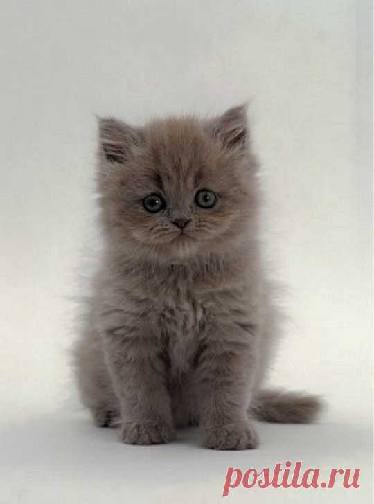 Name That Kitten! - Kittentoob