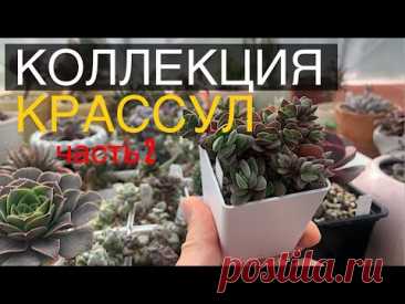 Крассулы. Моя коллекция суккулентов