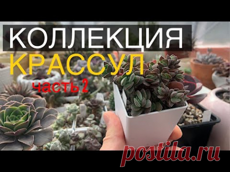 Крассулы. Моя коллекция суккулентов