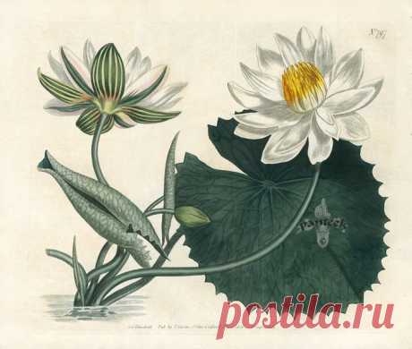 Curtis Botanical Magazine Double Prints 1787. Цветочные иллюстрации.