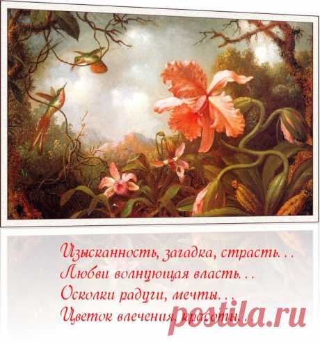 Плейкаст «ОРХИДЕЯ» Автор плейкаста: E1231. Тема: Природа. Когда: 15.03.2017.