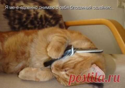 але-але милиция, хозяин меня не кормит.