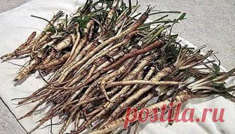 ЭФФЕКТИВНЕЕ ХИМИОТЕРАПИИ: ТРАВА УБИВАЕТ РАКОВЫЕ КЛЕТКИ 
Чай одуванчика действительно способен разрушить раковые клетки и защитить здоровые клетки от рака. 
Эта трава имеет множество лечебных свойств, что делает ее мощным лекарством. Кроме того, чай готовится очень легко. Наши предки использовали его для лечения многих заболеваний, но сегодня самое важное применение корня одуванчика для борьбы с раком. 
Ученые обнаружили, что эффект от корня одуванчика лучше, чем химиотерапии. 
В результате исс