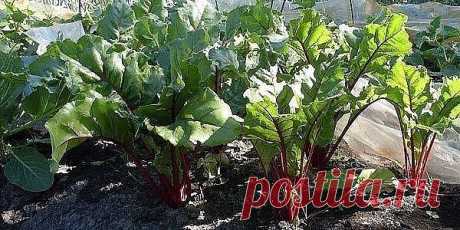 Чтобы свекла уродилась сладкой, дважды полейте ее соленой водой (ложка соли на ведро воды). Первый полив проведите когда корнеплод только начнет округляться, затем за 25 - 30 дней до уборки урожая.