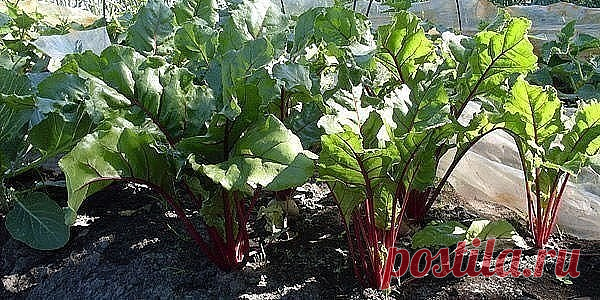 Чтобы свекла уродилась сладкой, дважды полейте ее соленой водой (ложка соли на ведро воды). Первый полив проведите когда корнеплод только начнет округляться, затем за 25 - 30 дней до уборки урожая.