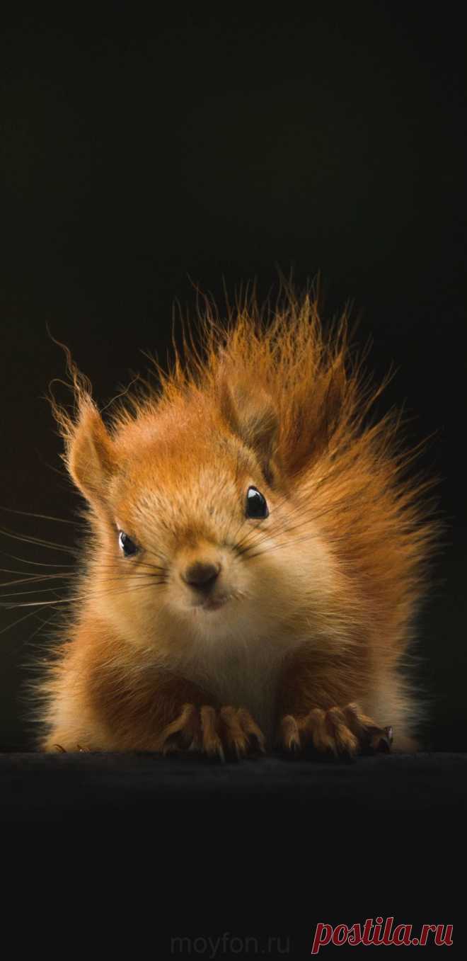 Скачайте с сайта в оригинальном размере вертикальные обои с черным и темным фоном на экран телефона андройд и айфон.На сайте более 1530+ новых обоев разной тематики по категориям.