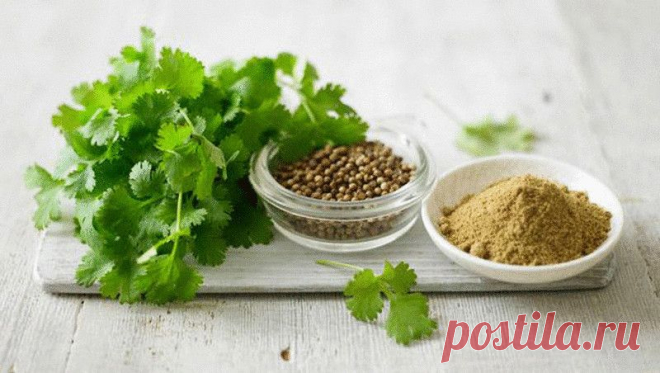 Кориандр —применение в Аюрведе для лечения множества состояний