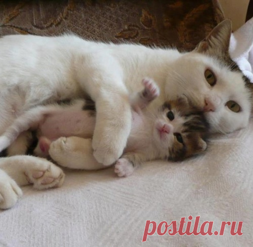 Очаровательные кошки и их мини-копии )