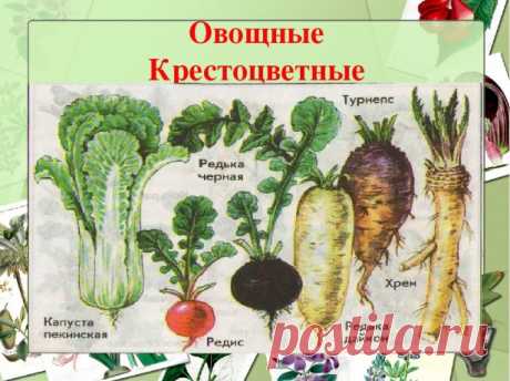 Что посадить после капусты на следующий год