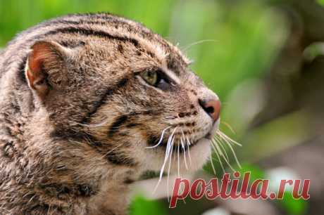 Камышовый кот - Описание камышового кота - Дикий камышовый кот