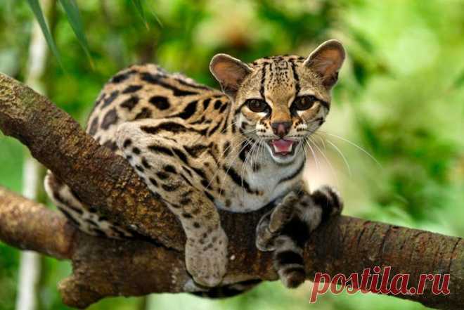 Необыкновенные кошки в дикой природе