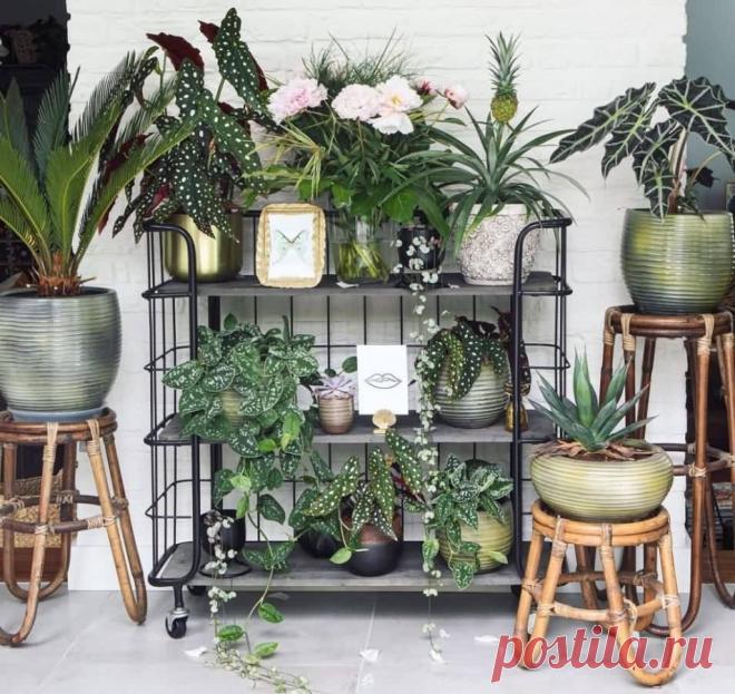 Комнатные растения, приносящие удачу Рождество, как и Новый год, - тоже время чудес, желаний, волшебства и подарков. Что выбрать для дорогих вам людей, небанальное, но оригинальное и милое? Может быть, зеленые