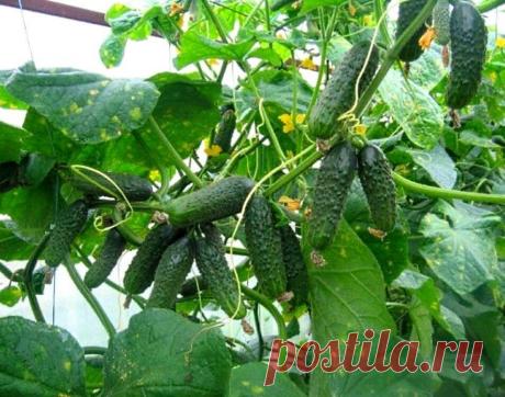 ОГУРЦЫ НЕ ХОТЯТ РАСТИ. ПРИЧИНЫ И РЕШЕНИЯ

Существует множество причин:
Основная причина плохого роста огурцов это недостаточное питание в период вегетации. Признаки голодания растений, как правило, на лицо – если плоды деформированы то, скорее всего это острый дефицит азота.

Чтобы его устранить, достаточно полить растения под корень раствором мочевины. Если желтеют листочки по кромке, а плоды напоминают не огурец, а грушу то это, скорее всего нехватка калия.

Решит пробле...