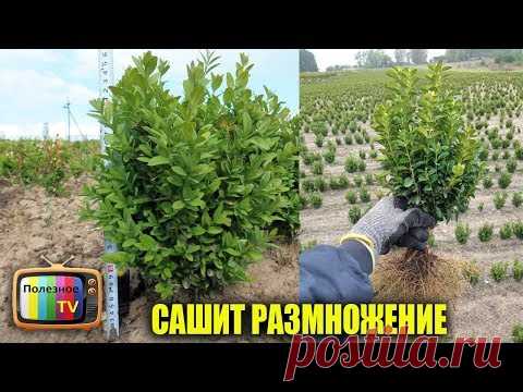 РАЗМНОЖЕНИЕ САМШИТА САМЫЙ ДОСТУПНЫЙ И БЫСТРЫЙ СПОСОБ - YouTube