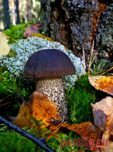 Грибное 