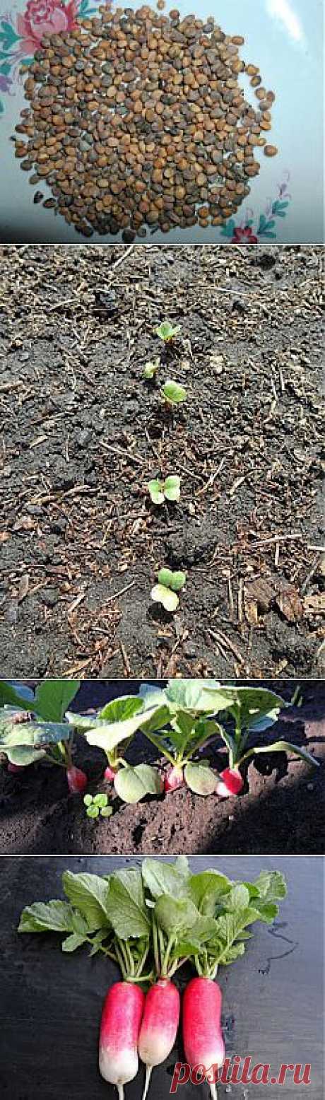 Редиска, май - сентябрь, фото

Я выращиваю редиску на своем огороде весной и во второй половине лета и использую для посева выращенные самостоятельно и очищенные семена.