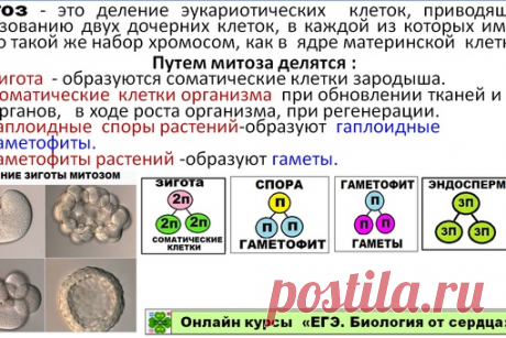 И конечно же надо выучить все про МИТОЗ И МЕЙОЗ!
все процессы по фазам,
надо знать набор хромосом и число ДНК по фазам,
на рисунках нужно уметь распознавать все фазы и обосновать свой ответ.
надо уметь объяснять биологическое значение митоза и мейоза!!!
надо уметь сравнивать митоз и мейоз
Митоз мейоз встречается в заданиях линий 1, 3, 4, 7,8, 20, 23, 27!!! То есть знание темы может дать вам 13 первичных баллов!