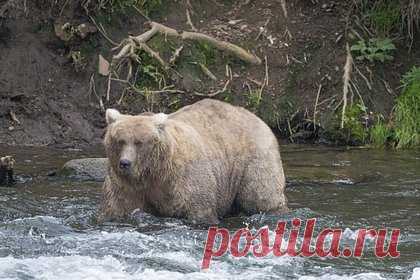 Выбран самый впечатляюще зажиревший к зиме медведь. В американском национальном парке Катмай, штат Аляска, завершилась «Неделя толстого медведя», в ходе которой пользователи сети выбрали самого подготовленного к зимней спячке бурого медведя в Америке. В 2023 году победительницей стала медведица под номером 128 по кличке Грейзер (Пасунья).