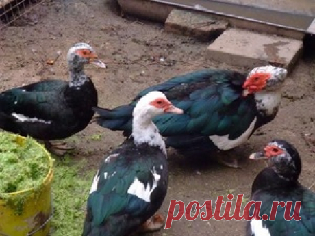 Выращивание мускусной утки в домашних условиях: особенности породы, содержание и размножение уток-шипунов