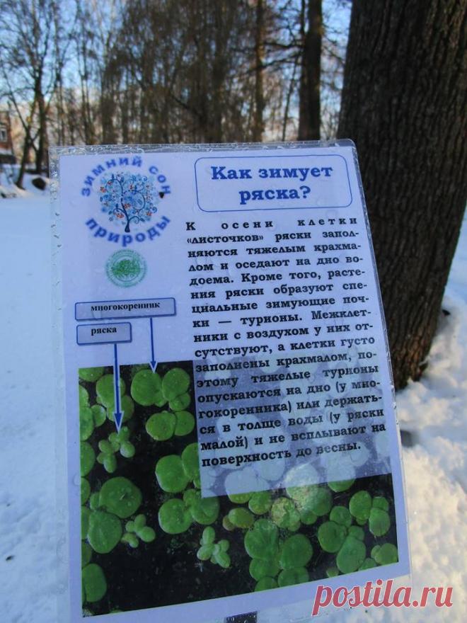 Ботанический сад • Тверь - Хроника