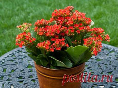 Каланхоэ: польза и вред для организма человека