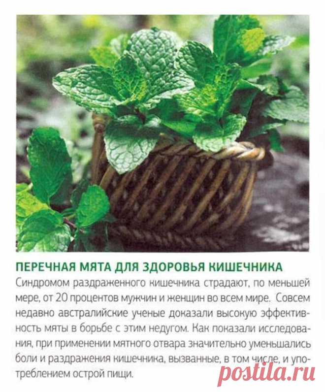 Мята перечная для здоровья кишечника