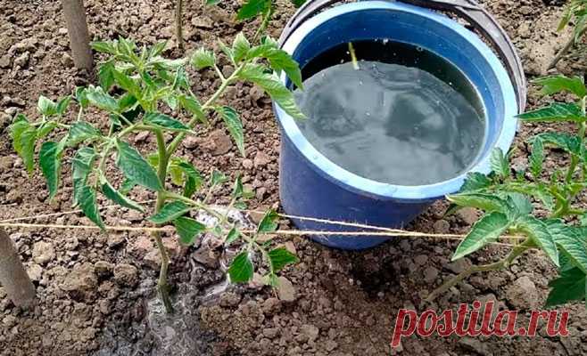 Заливаю по 1 литру в лунку и собираю колоссальный урожай... Удобрение для любых овощей, которое я делаю из сорняков!
