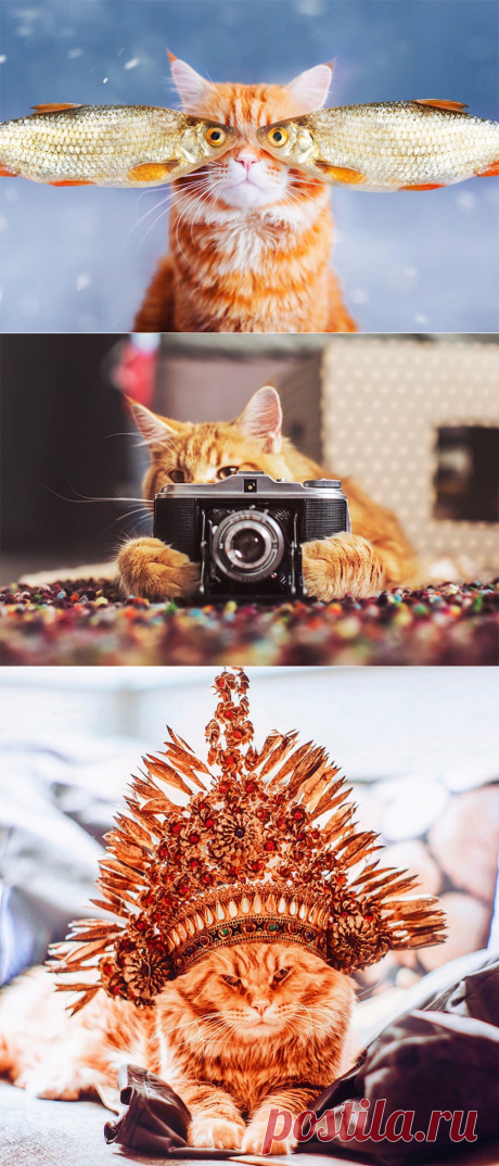 Шикарный рыжий Котриарх в объективе Кристины Макеевой — Фотоискусство