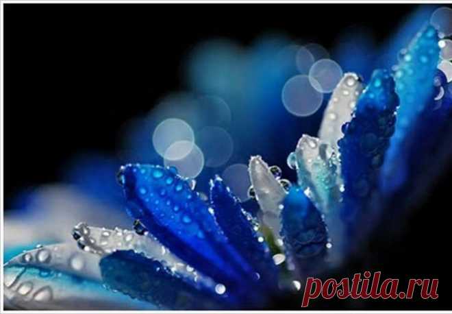 Blue Dewdrop Gerber - Imgur