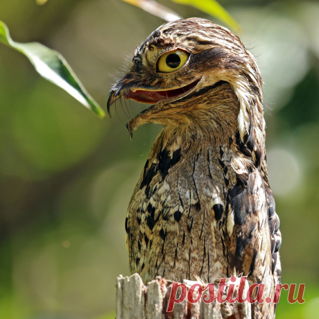 Козодой - самая упоротая птица в мире - mnogo-krolikov.ru