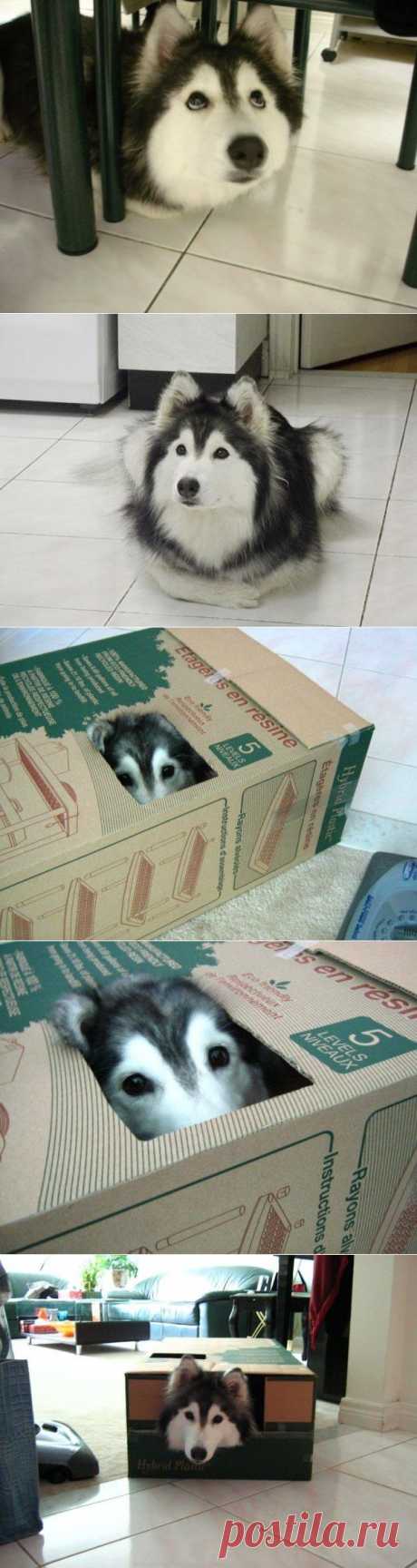 Хаски, воспитанный кошками | ЖИВОЙ УГОЛОК