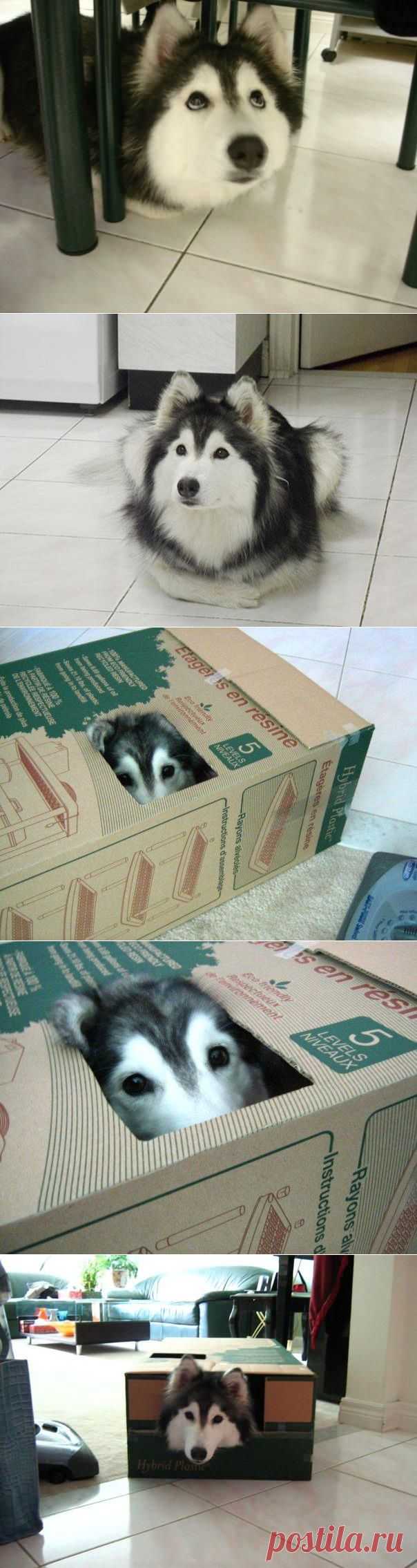 Хаски, воспитанный кошками | ЖИВОЙ УГОЛОК