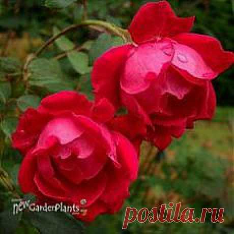 розы