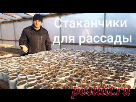 Стаканы для рассады. Дешево, практично, доступно.