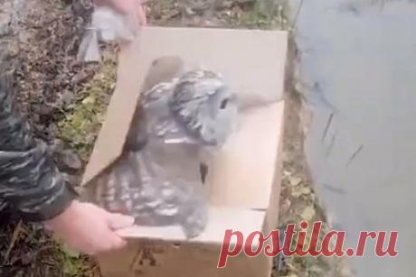 Птенца неясыти спасли после нападения ворон и выпустили в лес на Сахалине. Птенца длиннохвостой неясыти, который пострадал от нападения ворон, выпустили в лес на Сахалине после реабилитации. Птицу спасли сотрудники «Сахалинэнерго» и сообщили о ней в агентство лесного и охотничьего хозяйства Сахалинской области. Так молодая неясыть попала на месячный карантин в областной зооботанический парк.