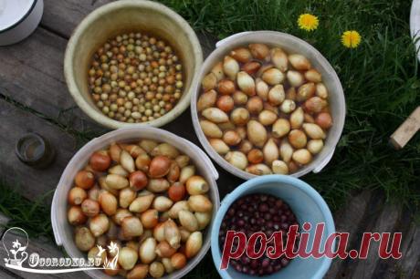 Обработка лука перед посадкой – увеличьте урожайность и забудьте о луковой мухе! Обработка лука перед посадкой позволит вырастить крупные луковицы! Бабушкин секрет! Зола в помощь, соль и препараты, удобрения и подробные указания