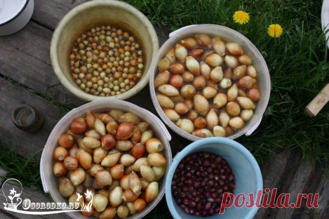 Обработка лука перед посадкой – увеличьте урожайность и забудьте о луковой мухе! Обработка лука перед посадкой позволит вырастить крупные луковицы! Бабушкин секрет! Зола в помощь, соль и препараты, удобрения и подробные указания