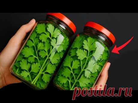 Как хранить кинзу в течение года — простой способ без порчи | Советы Энни