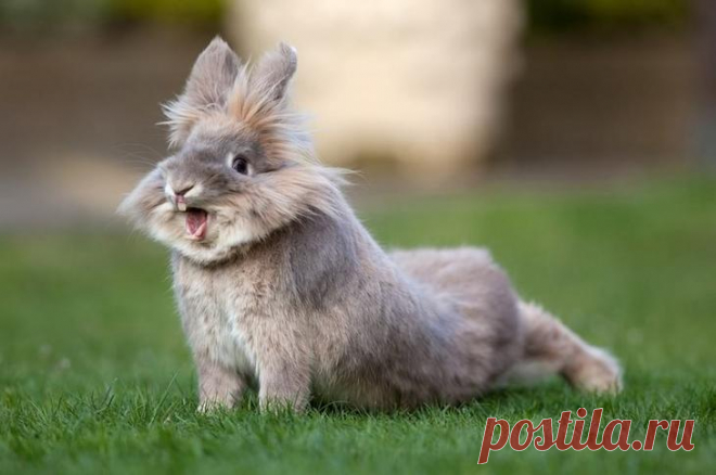 Фотографии очаровательных детёнышей животных, которые подарят вам море приятных эмоций Какие фотографии способны мгновенно улучшить настроение и подарить море приятных эмоций?! Конечно же, фотографии животных!
Но милее и прелестнее фотографий животных могут быть только фотографии очаров...