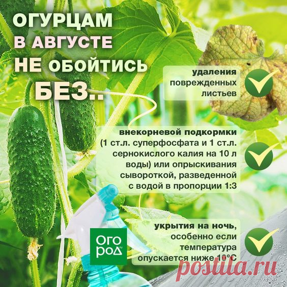 Уход за огурцами в августе
