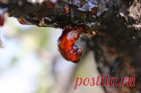 Необычное в привычном | Друг пенсионера
Обычно по весне садоводы занимаются не только обрезкой, но одновременно осматри­вают и сами стволы деревьев с целью выявления трещин коры, морозобоин и ранок. Такие дефекты коры обычно вызывают у слив и вишен камедетече­ние.