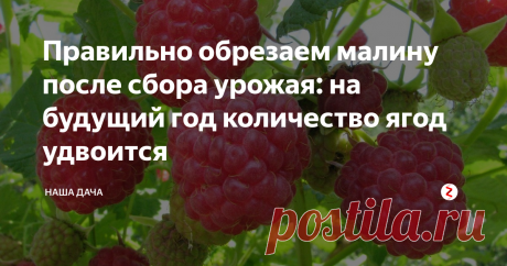 Правильно обрезаем малину после сбора урожая: на будущий год количество ягод удвоится Хотите секрет? Оказывается, ягоды малины хорошо завязываются и растут только на побегах  второго года жизни. Это самое главное правило для всех видов малины. Так что хотите богатого урожая каждый год – не жалейте отплодоносившие побеги, вырезайте их и ждите на будущий год обновленные кусты малины. Грамотная обрезка, вовремя внесенные удобрения и постоянный уход – вот три составляющие успеха в урож