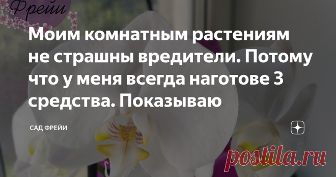 Моим комнатным растениям не страшны вредители. Потому что у меня всегда наготове 3 средства. Показываю Хотите растить здоровые цветы и не прощаться с ними? Обязательно боритесь с насекомыми и клещами, поселившимися на комнатном растении.