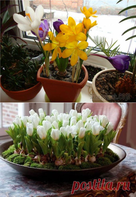 Как проводить выгонку луковичных растений в домашних условиях